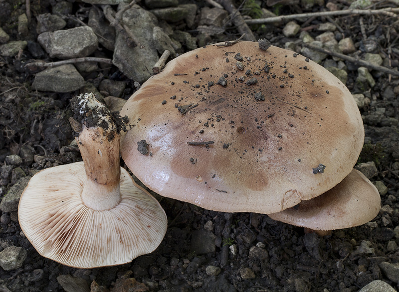 Tricholoma fracticum